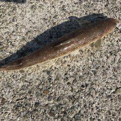 今日もやっぱりエソ祭り！わっしょい♪