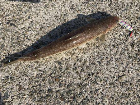 今日もやっぱりエソ祭り！わっしょい♪