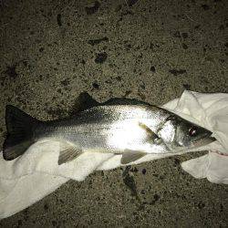 大きくならん！