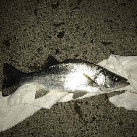 大きくならん！