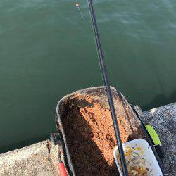 フカセチヌでボラのみ。。。