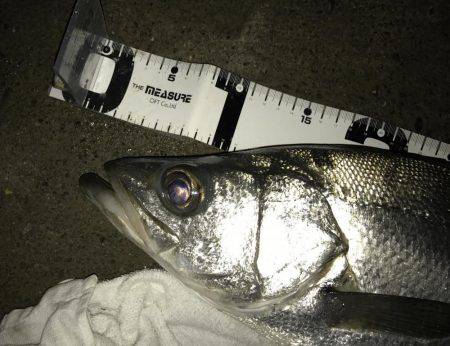 雨上がりのサイズアップ！