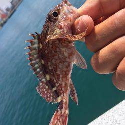 ジギングとガシリング！！