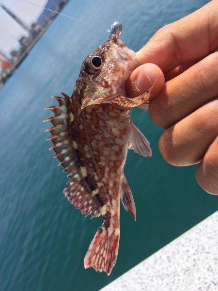 ジギングとガシリング！！