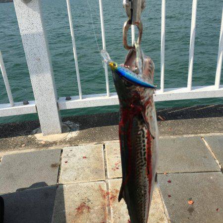 サゴシに出逢えた