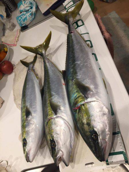 宮津市 船ジギング ブリ！