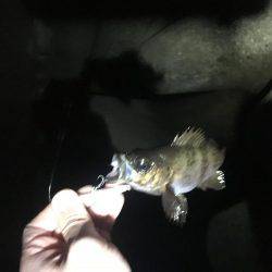 爆風メバリング