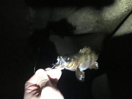 爆風メバリング