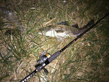 キビレ調査　ＮＯ，１４