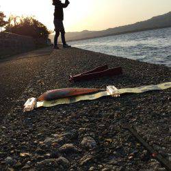 キス 釣れました〜