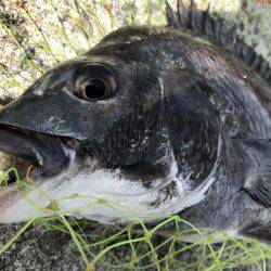 和田防波堤 チヌ！