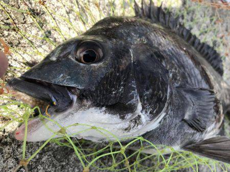 和田防波堤 チヌ！