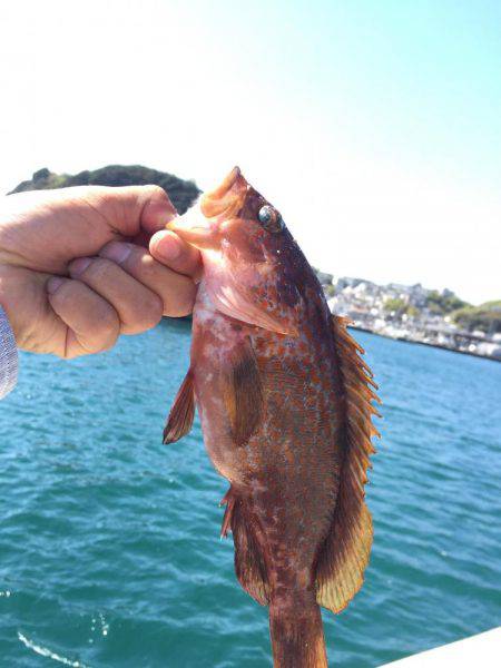 初アコウ！！！！