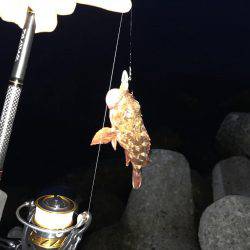 赤潮なんて！！