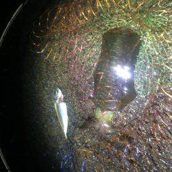 雨、風の中頑張りました。