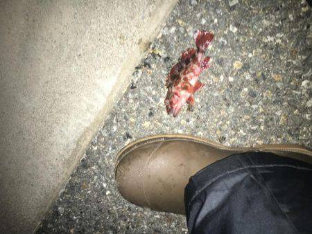 ロックフィッシュは面白いよ