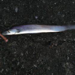 夕まずめパトロール