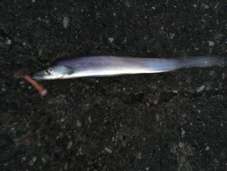 夕まずめパトロール