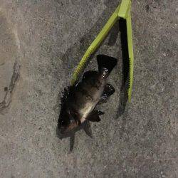 暖かくなりました