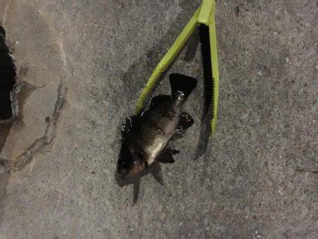 暖かくなりました