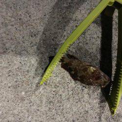 ロックフィッシュはいいね