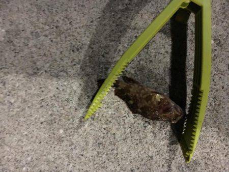 ロックフィッシュはいいね