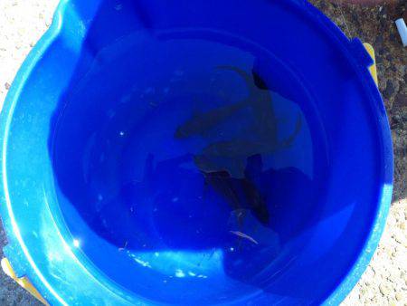 春告魚を求めて