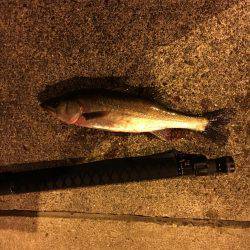 シーバス やっと釣れたよ