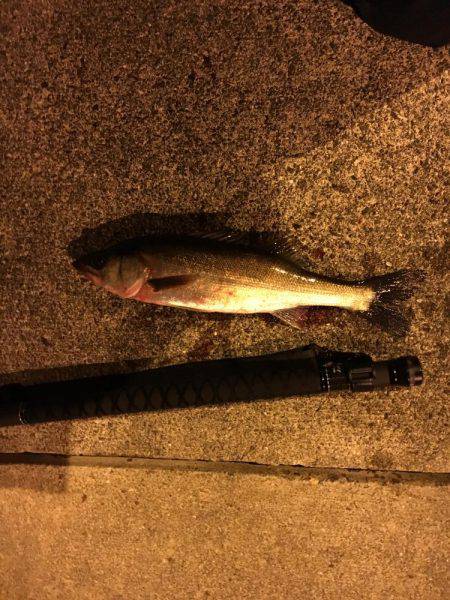 シーバス やっと釣れたよ