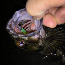 メバルとガッシー