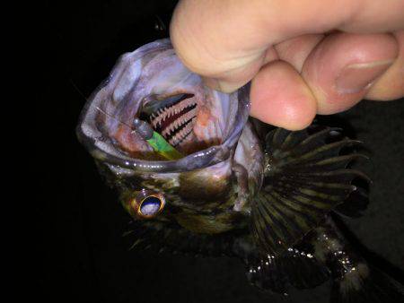 メバルとガッシー