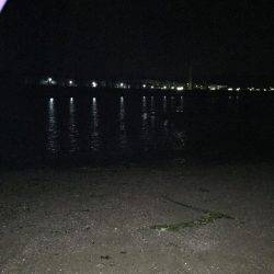 渋い！樽井メバル