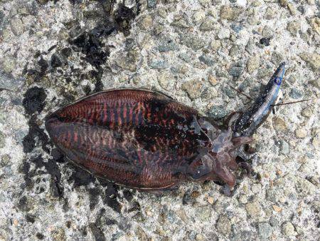 癒しのコウイカちゃん