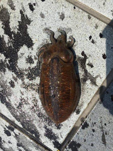 癒しのコウイカちゃん