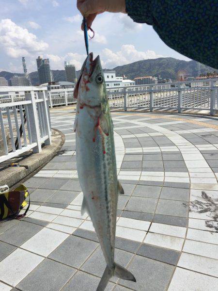 恐るべしビギナーズラック