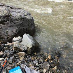 アマゴ狙いでウグイ