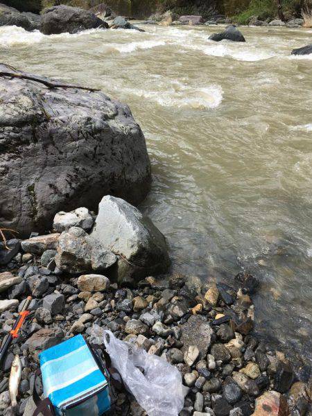 アマゴ狙いでウグイ