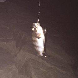 初めての阪神エリア