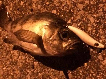 メバルプラッギング