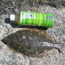 戻りカレイ釣り