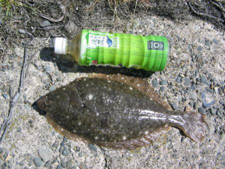 戻りカレイ釣り
