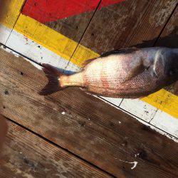 平磯海釣り公園でのウキ釣り釣行