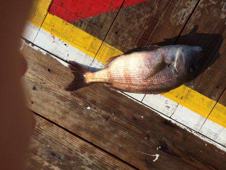 平磯海釣り公園でのウキ釣り釣行
