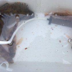 楽しくメバリング