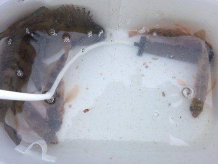 楽しくメバリング