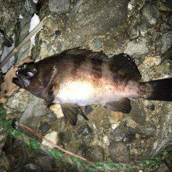 メバルプラッキング