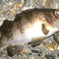 ぷらっとプラッキング