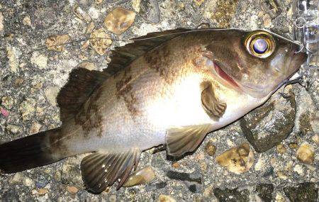 ぷらっとプラッキング