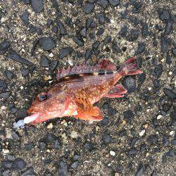 早朝ガシラ釣り