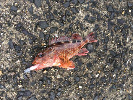 早朝ガシラ釣り